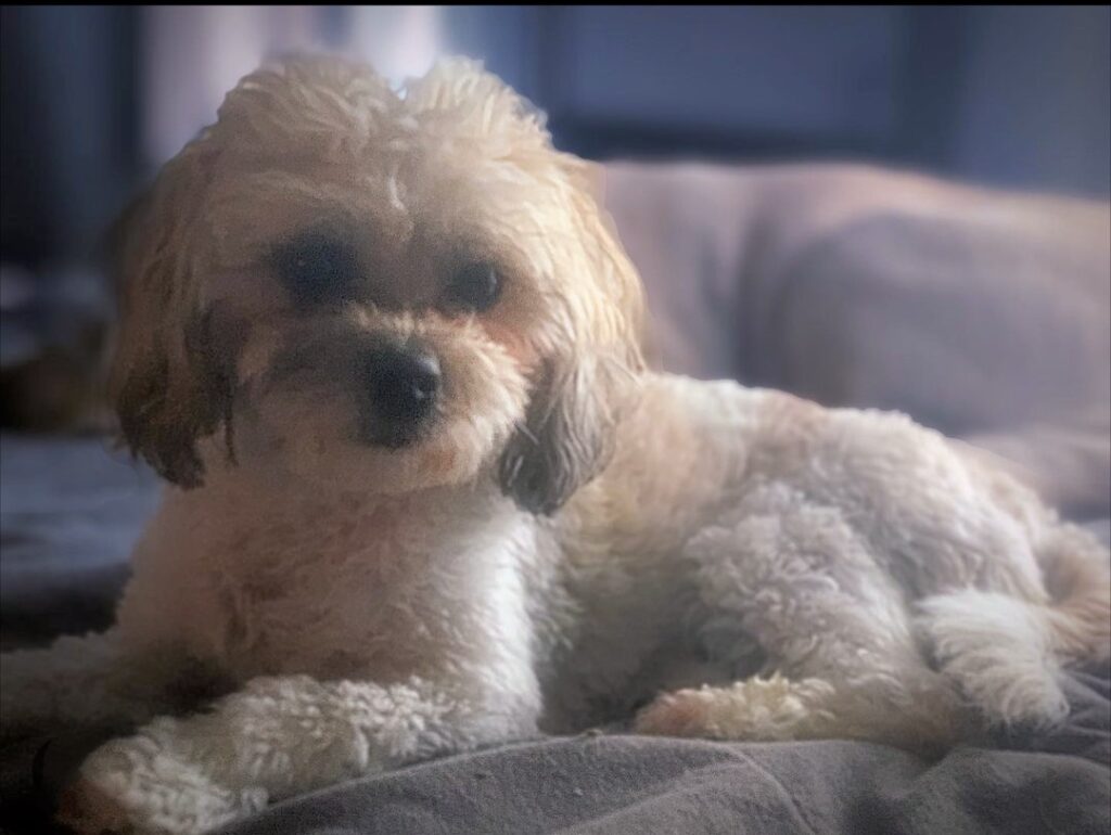 Little Atlanta dog Rory ready for bed